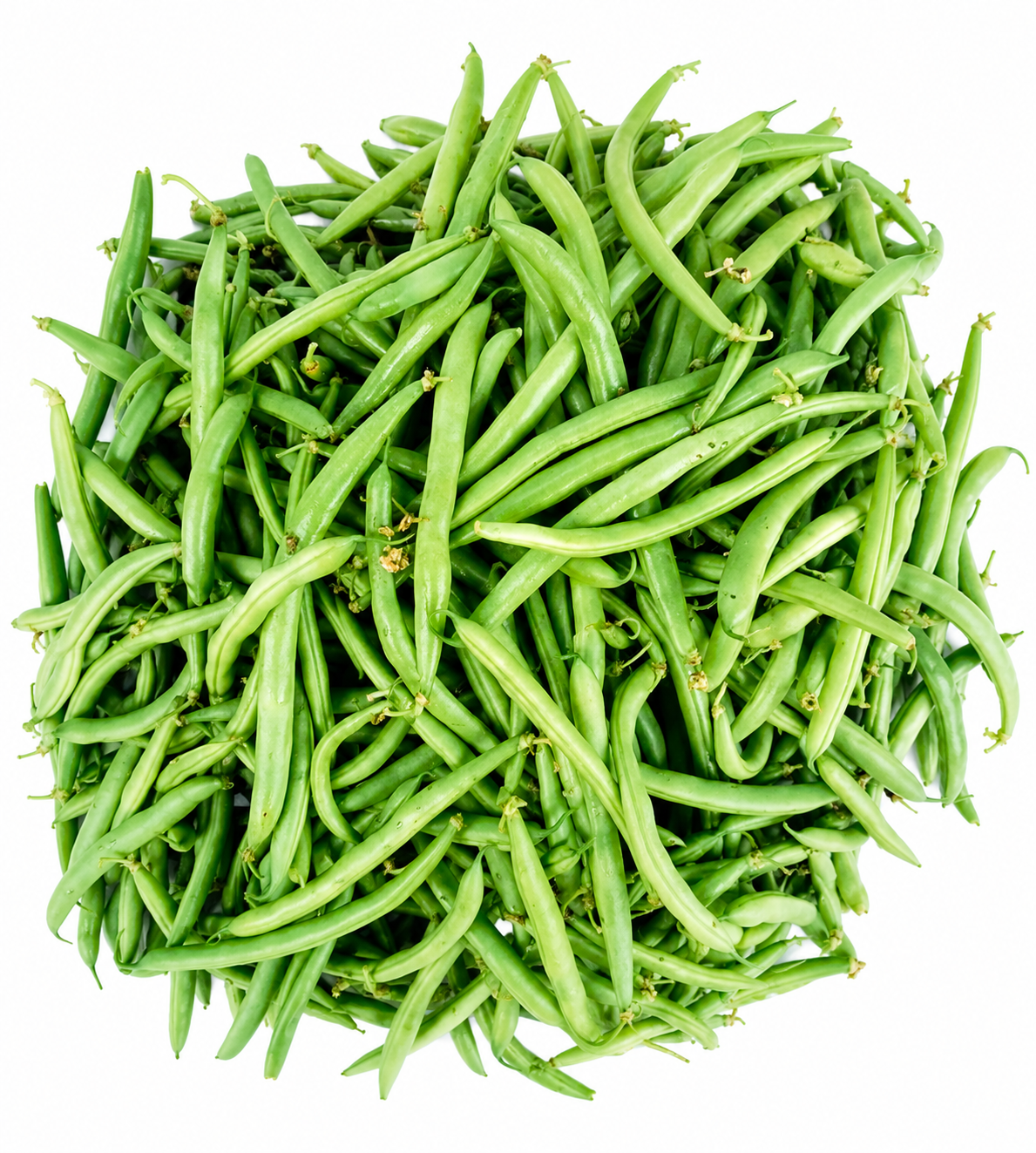 American Shim (British Bean)